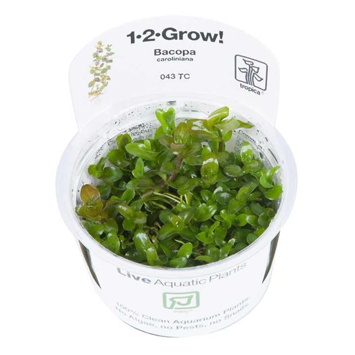 Bacopa caroliniana(item# 043TC)