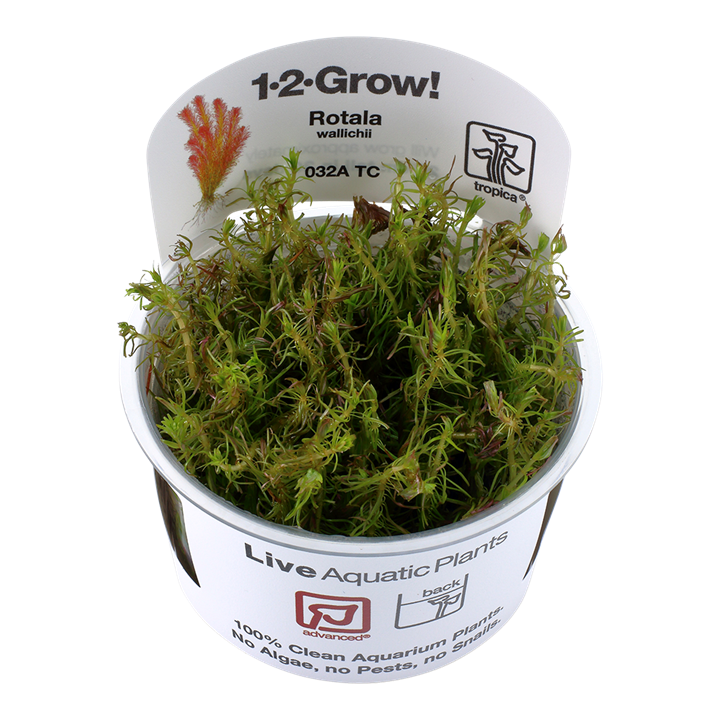 Rotala wallichii(item# 032ATC)